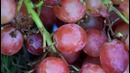 10 отвратительных продуктов при производстве