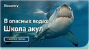В опасных водах | Школа акул | Discovery