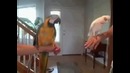 Попугаи отрываются