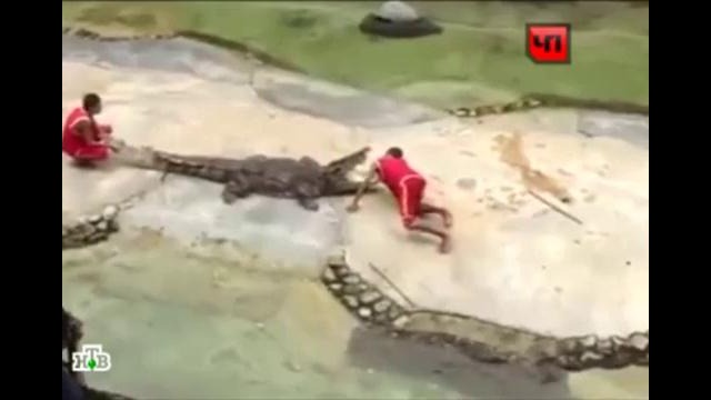 Дрессировщик угодил в пасть крокодилу