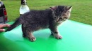 Котенок упал по команде