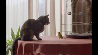 FREEVIEW Кот и волнистый попугай