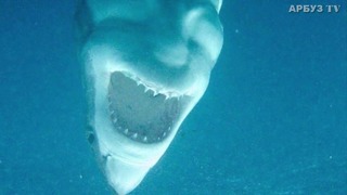 Оптическая иллюзия с акулой напугала интернет