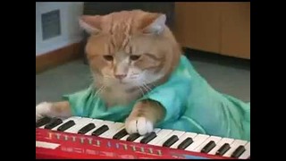 Кот играет на пианино