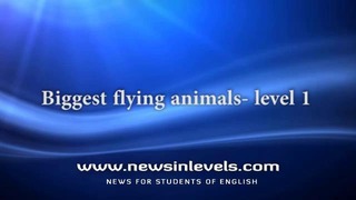 Biggest flying animals – level – 1