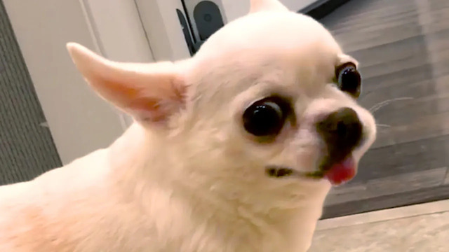 Angry Chihuahuas Are Hilariously Cute | Funny Pet Videos