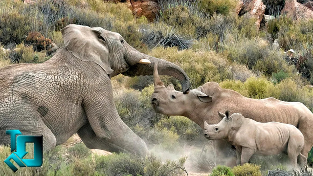 Носорог в Деле / Носорог против Слона, Бегемота, Буйвола