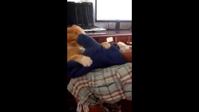 Пацан довел кота! смотреть до конца