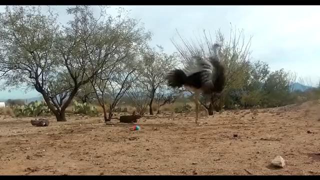 Танец страусов