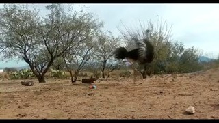 Танец страусов