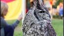 Lovely Owl