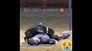 Police dog
