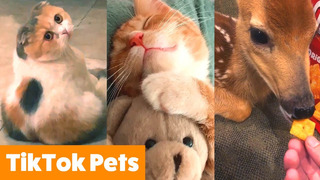 TOO CUTE! Silly Tik Tok Animals | Funny Pet Videos