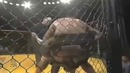 Самый неадекватный боец в MMA