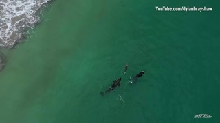 Три косатки окружили пловчиху в Новой Зеландии