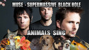 Muse – Supermassive Black Hole (Animal Cover)
