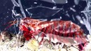 10 Живых Существ, Которые Доказали, Что Суперспособности Существуют