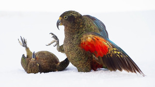 Playtime for Young Kea Birds | Frozen Planet II | BBC Earth