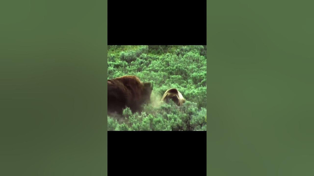 Медведь Гризли против Бизона