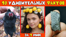 10 Крутых Фактов За Одну Минуту | #shorts