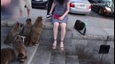 Самые милые попрошайки