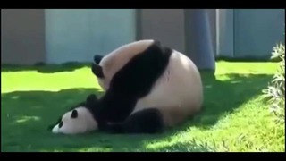 Мама панда и сынок панда резвятся