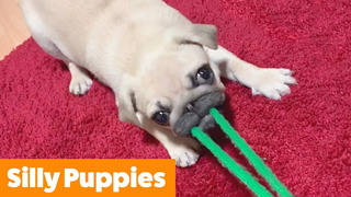 Adorable Silly Puppies | Funny Pet Videos