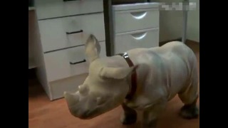 Домашний носорог