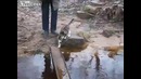 Кот смешно переходит ручей