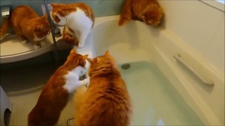 5 Котов возле ванной