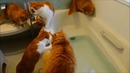 5 Котов возле ванной