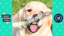 TRY NOT TO LAUGH – Funny Pet Videos of the Week