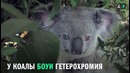 Коала Боуи с разноцветными глазами