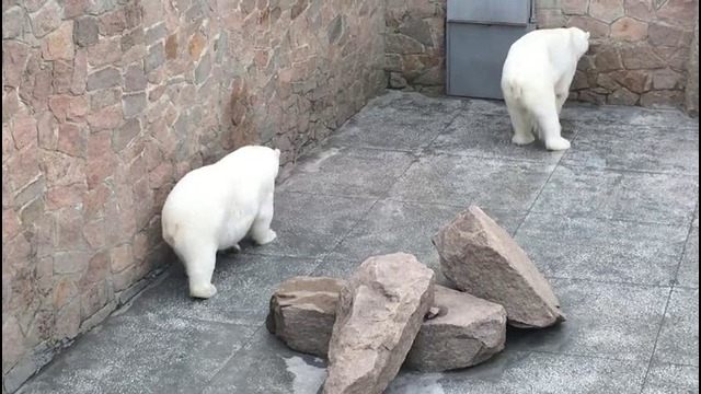 Суровые Челябинские медведи