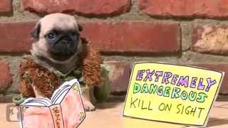 How To Train Your Dragon (Pug Puppy Version)