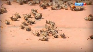 Массовая гибель пчёл. Андрей Малахов (эфир от 30.08.19)