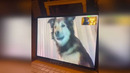 Funny animals – Funny cats / dogs – Funny animal videos 283