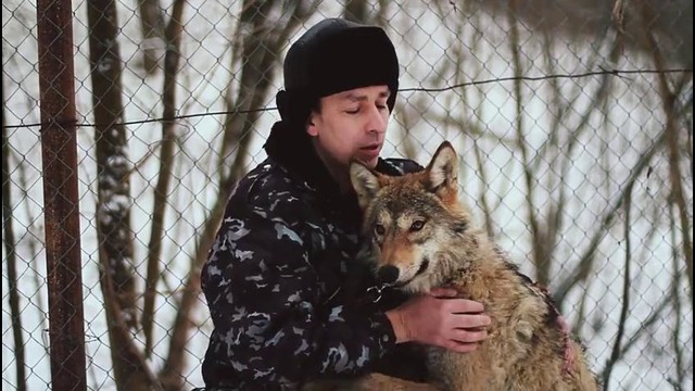 Дружба человека с волком