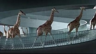 Прыжки жирафов в воду