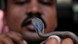10 Самых опасных змей в мире! Очень ядовитые, агрессивные и непредсказуемые змеи