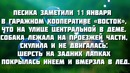 Жители Уфы спасли пса которого сбила машина и он вмерз в лед