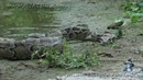 Как правильно есть крокодила