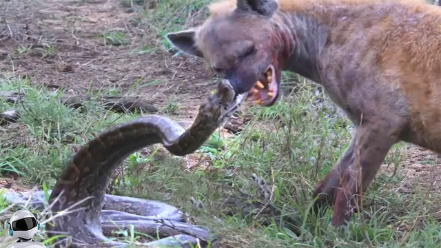 Уничтожил За Секунду! 100 Редких Битв Животных Снятых на Камеру