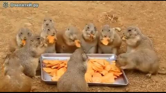 Суслики соревнуются, кто больше морковки сожрет:)