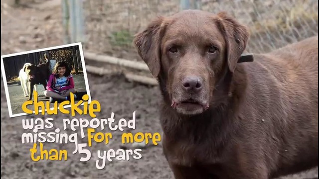 Пропавший пес нашелся спустя 5 лет. Как он радовался хозяевам
