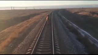 Поезд опоздал на 2 часа из-за наглого верблюда