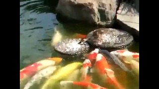 Утенок кормит рыб
