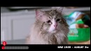 Главные премьеры Августа 2016