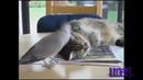 ANIMAL Fail/Win Compilation | LMAOfails