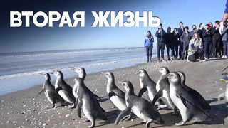 14 спасённых магеллановых пингвинов выпустили в океан в Аргентине